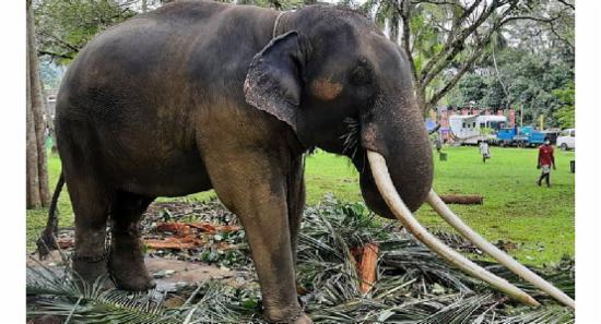මුතුරාජා හස්තියා අද යළිත් තායිලන්තයට..